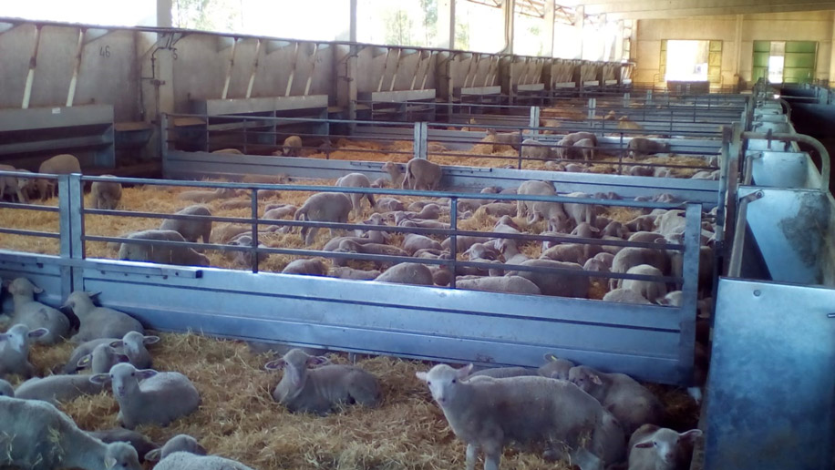 Centro de Concentración, Tipificación y Homogeneización de corderos