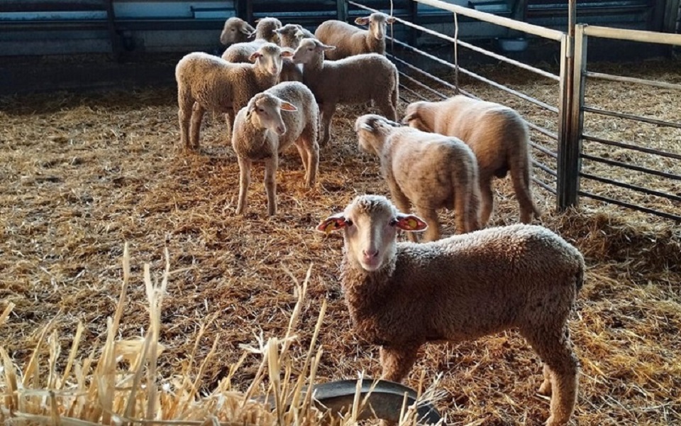 Cooperativas alertan de la alta mortandad y abortos de ganado por la lengua azul y piden ayudas ante la crítica situación que atraviesa el sector