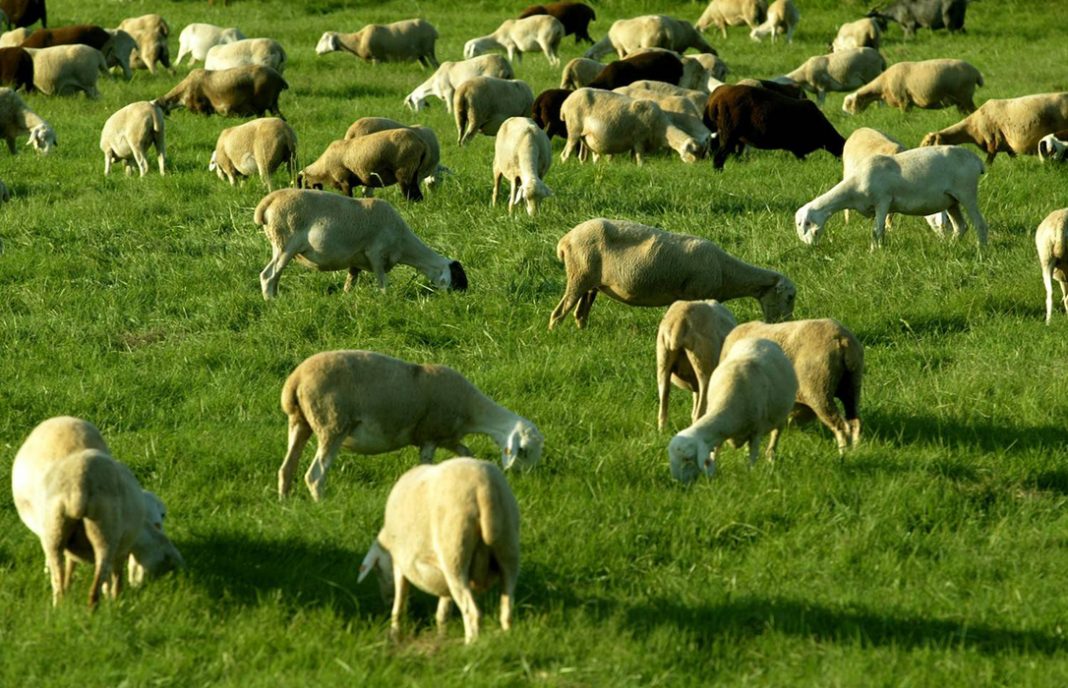 El Gobierno busca regular las organizaciones de productores en vacuno, ovino y caprino