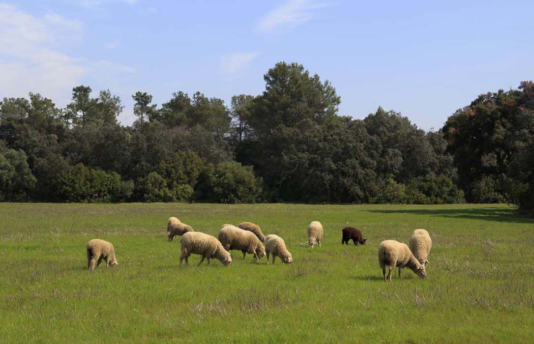 La Junta Extremadura abona 24 millones en ayudas al sector del ovino para 5.574 perceptores