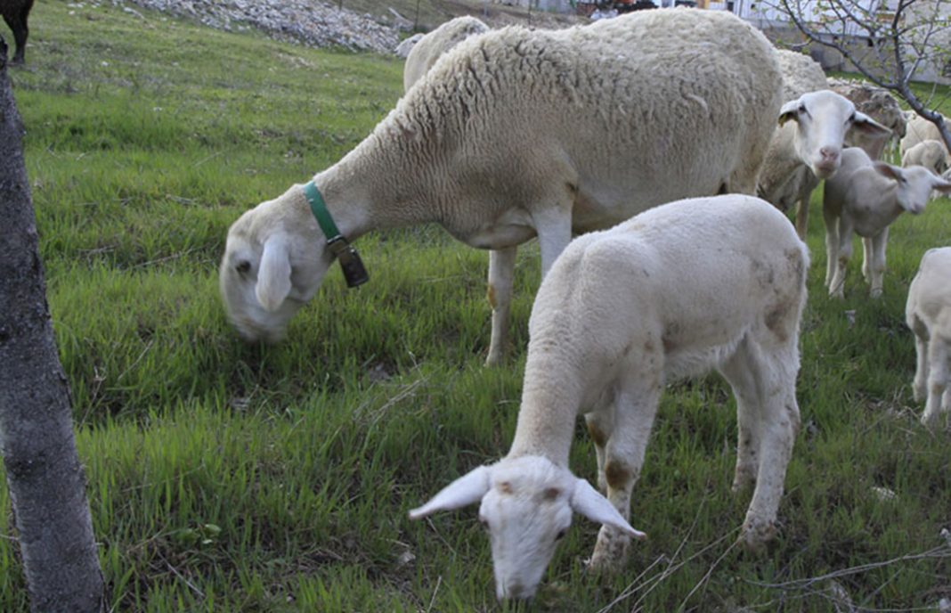 Los ganaderos de ovino abordan en una jornada cómo mejorar la sostenibilidad en sus explotaciones