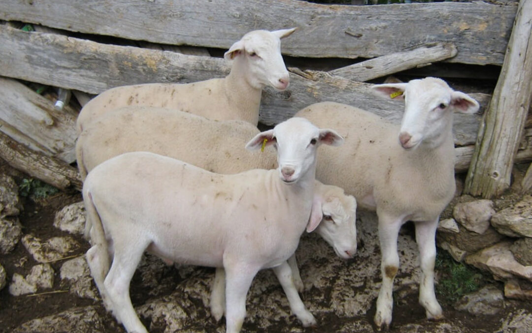 La Cadena Alimentaria no funciona: Desciende en un más de un 25% en el precio de venta de los corderos en estas Navidades